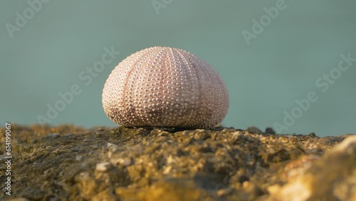 Sea urchin carcass drying on a rock by the sea, Bosnia