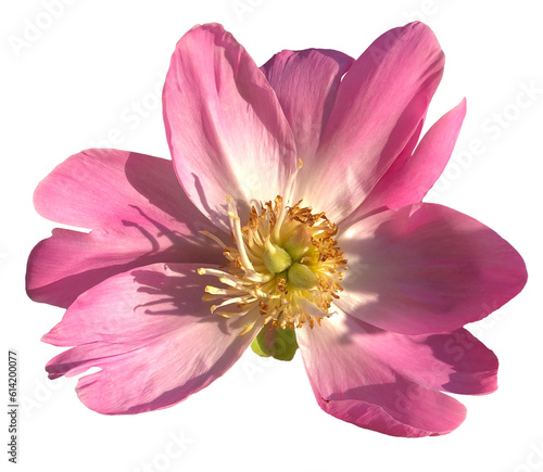 pink  flower isolated