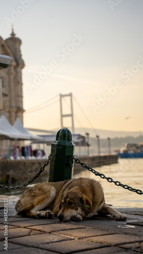 Photography dog on the bridge