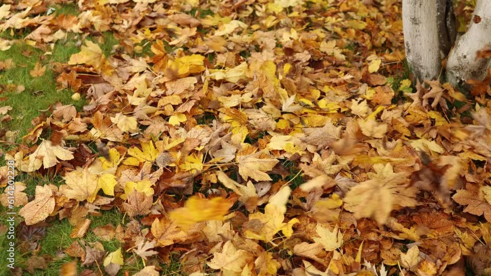 The wind is driving heaps of autumn leaves across the ground. The wind is driving heaps of autumn leaves across the ground.