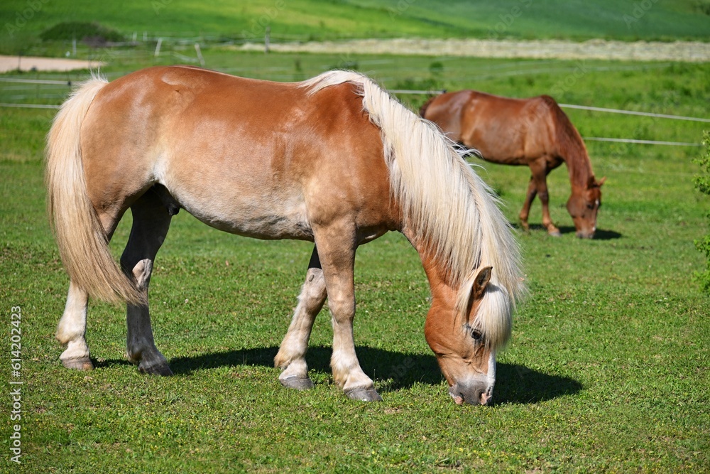 A beautiful horse in a paddock on a pasture. Nature background with animals on a sunny summer day. A beautiful horse in a paddock on a pasture. Nature background with animals on a sunny summer day.