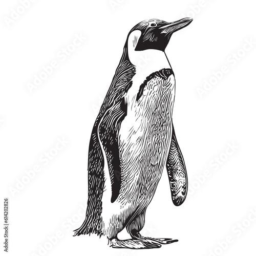 Penguin sketch hand drawn in doodle style illustration