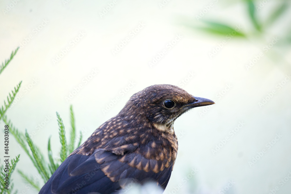 Fototapeta premium Black bird juvenile close up white background