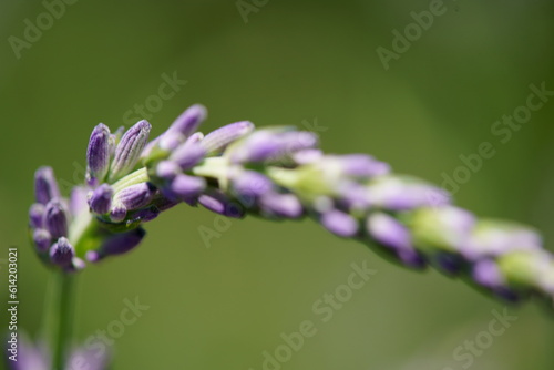 This flower blooms in June