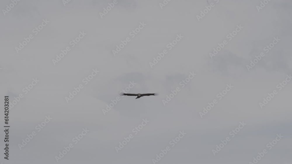 Andean condor, Vultur gryphus, the largest flying birds in the world, majestically soaring over the Colca Canyon in Peru, the deepest gorge on the planet. Andean condor, Vultur gryphus, the largest flying birds in the world, majestically soaring over the Colca Canyon in Peru, the deepest gorge on the planet.