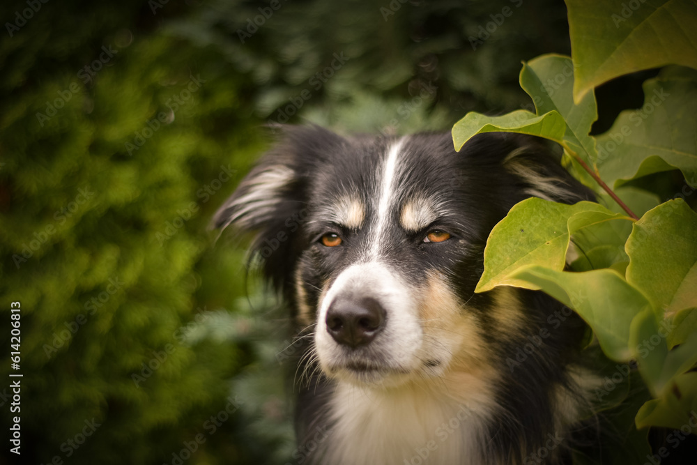 Fototapeta premium Autumn portrait of border collie in leaves. He is so cute in the leaves. He has so lovely face.