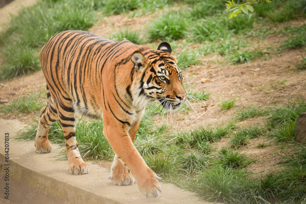 Fototapeta premium Asian tiger is going in zoo habitat. He is waiting for animal caretaker.