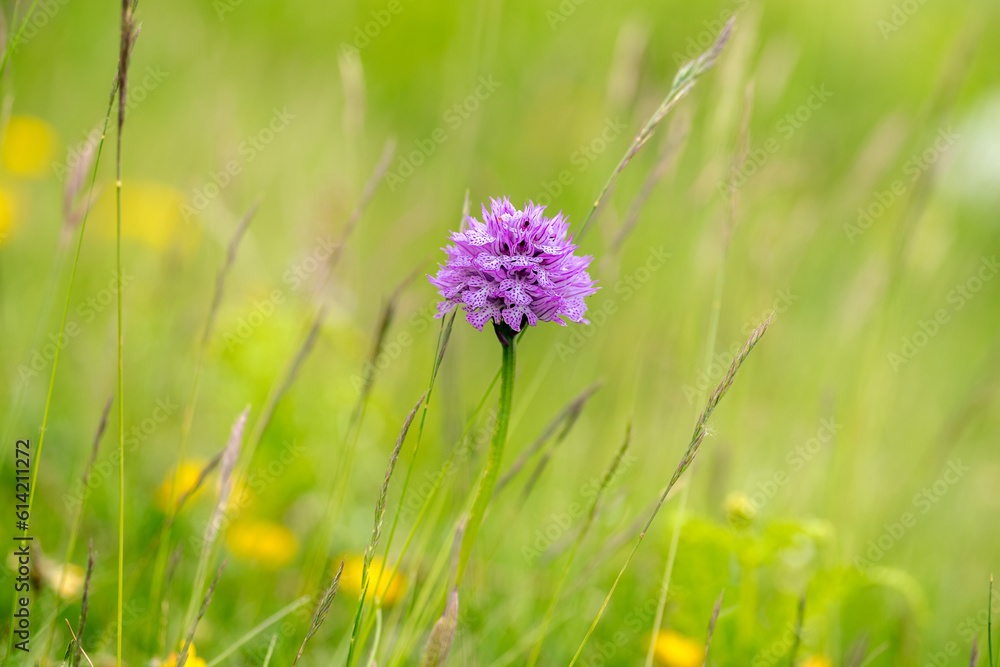 mountain flower