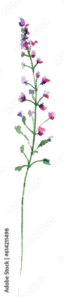 watercolor pink meadow flower on a long thin stem, lupine, wild herbs