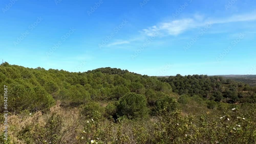 Portugal landscape with pine trees, cistus and lots of space with blue sky Portugal landscape with pine trees, cistus and lots of space with blue sky