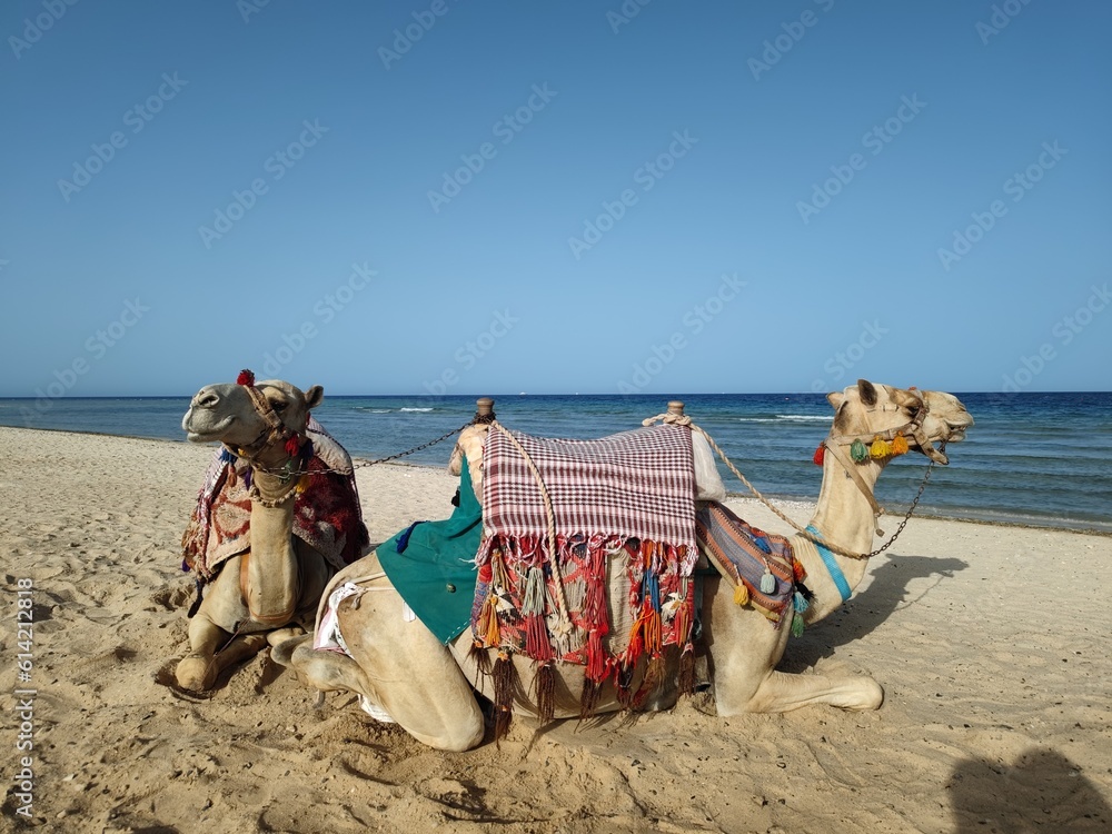 Fototapeta premium domestic saddled camel (dromedar) on the beach