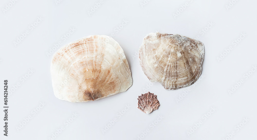 Seashells aesthetic. Minimalistic still life of sea shells. Seashells aesthetic. Minimalistic still life of sea shells.