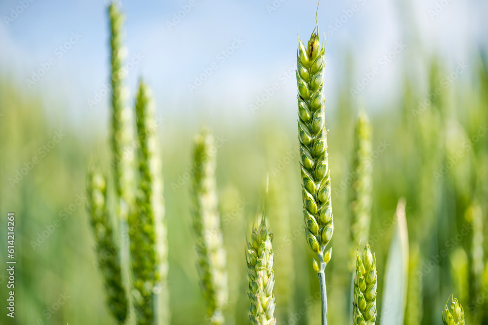 Ears of green wheat in the wheat field Ears of green wheat in the wheat field