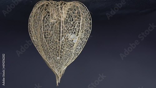 Physalis peruviana from dried as a skellet but decorative photo