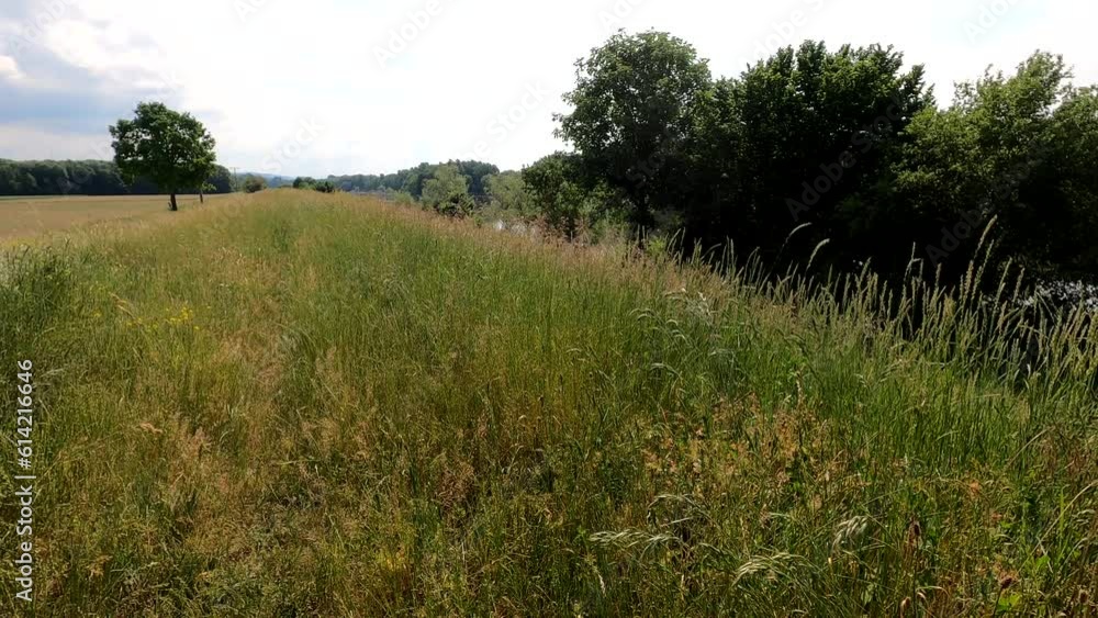 Wild plants on the banks of the Danube with wind Wild plants on the banks of the Danube with wind