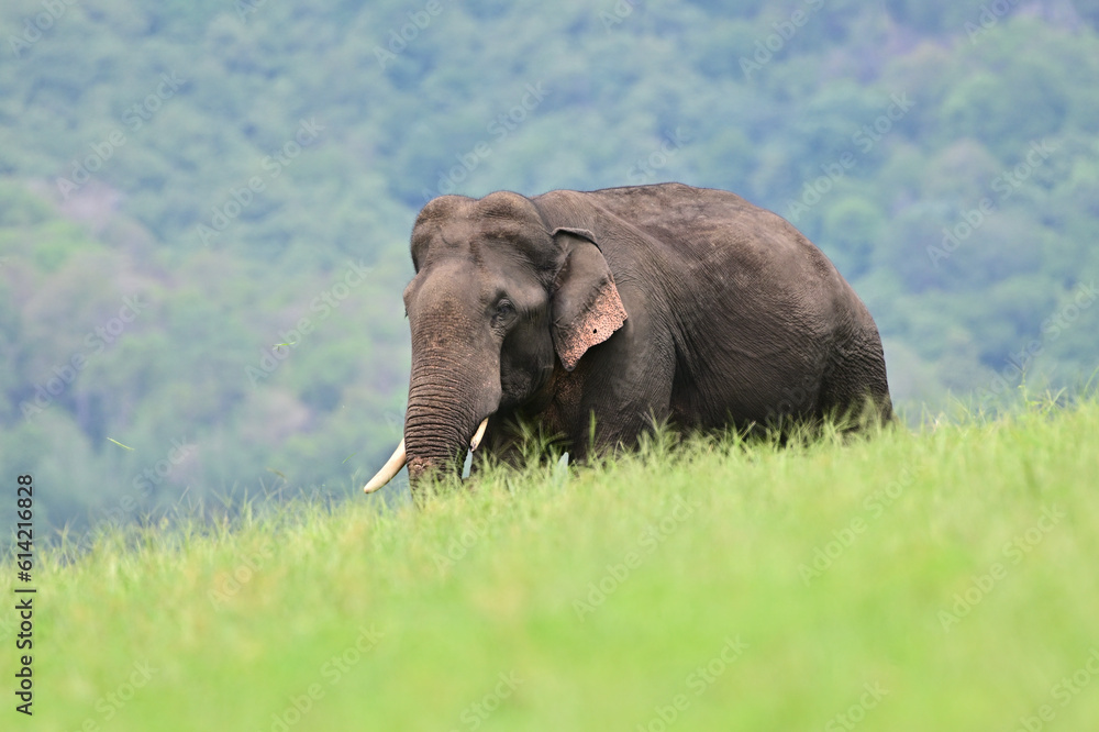 Obraz premium The Asian elephant is the largest land mammal on the Asian continent. They inhabit dry to wet forest and grassland habitats in countries spanning South and Southeast Asia.