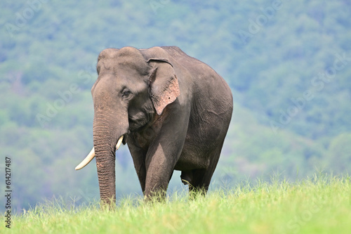 Quadro su tela The Asian elephant is the largest land mammal on the Asian continent