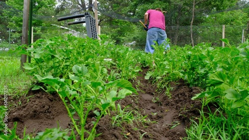 Man tending rows of potato plants while making trenches and weeding grass in his organic garden. photo