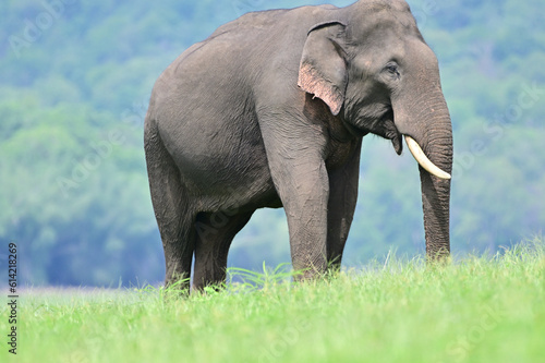 The Asian elephant is the largest land mammal on the Asian continent. They inhabit dry to wet forest and grassland habitats in countries spanning South and Southeast Asia.