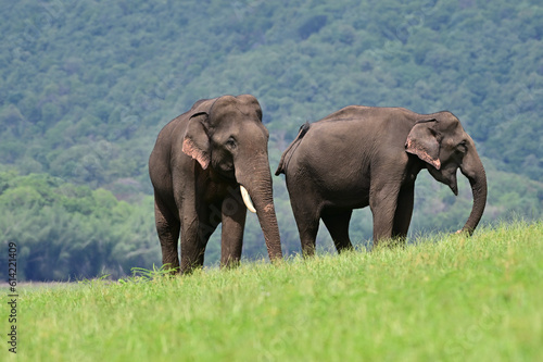 The Asian elephant is the largest land mammal on the Asian continent. They inhabit dry to wet forest and grassland habitats in countries spanning South and Southeast Asia.