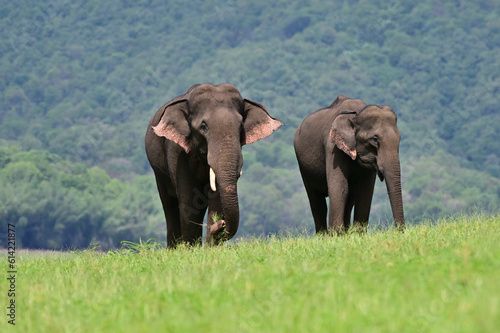 The Asian elephant is the largest land mammal on the Asian continent. They inhabit dry to wet forest and grassland habitats in countries spanning South and Southeast Asia.