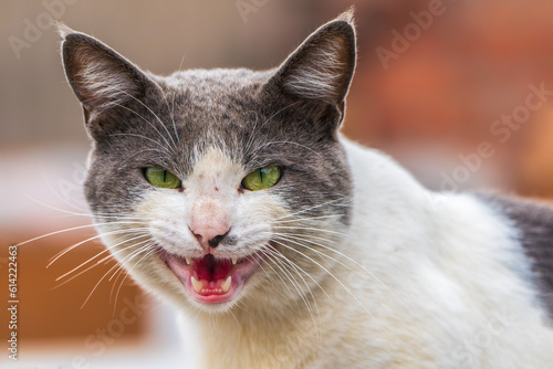 close up portrait of a cat