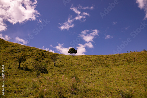 Arvore no topo da montanha