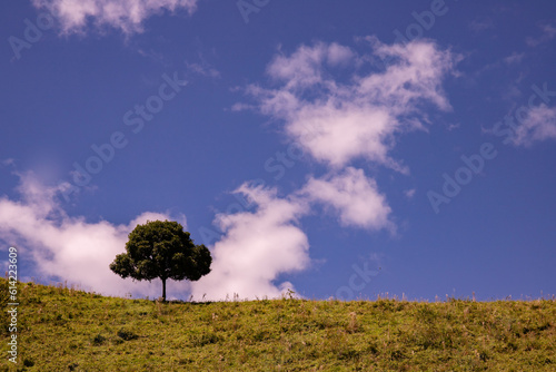 Arvore no topo da montanha