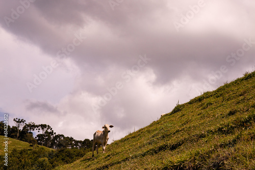 Boi pastando na fazenda