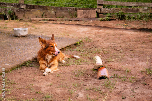 Cachorro descansando em chão de terra