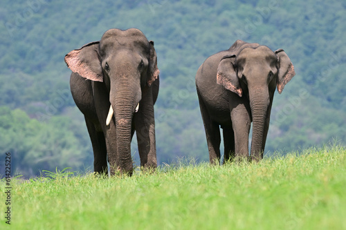 The Asian elephant is the largest land mammal on the Asian continent. They inhabit dry to wet forest and grassland habitats in 13 range countries spanning South and Southeast Asia.