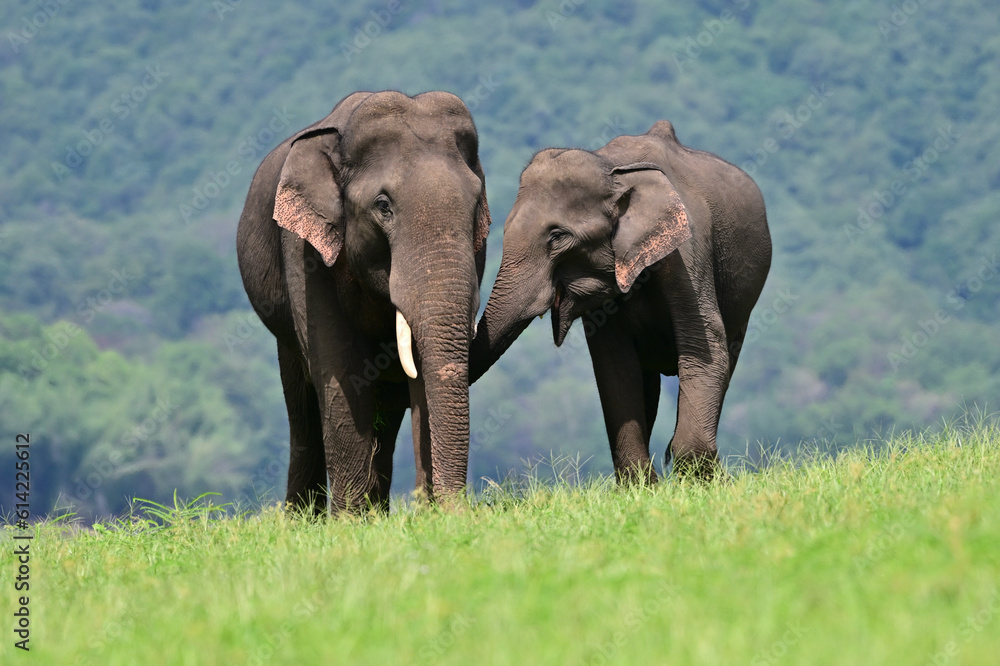The Asian elephant is the largest land mammal on the Asian continent. They inhabit dry to wet forest and grassland habitats in 13 range countries spanning South and Southeast Asia.