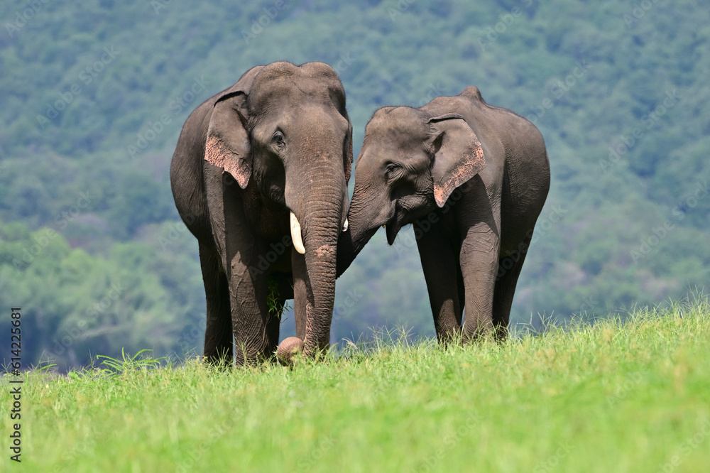 The Asian elephant is the largest land mammal on the Asian continent. They inhabit dry to wet forest and grassland habitats in 13 range countries spanning South and Southeast Asia.