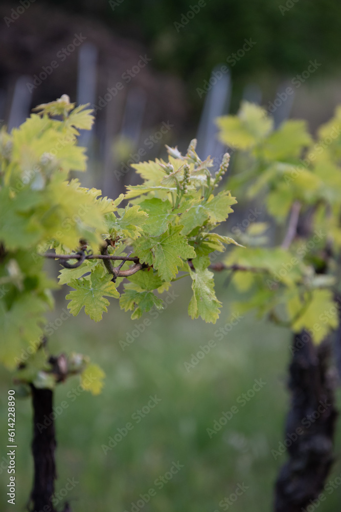 Fototapeta premium Bright summer travel impressions