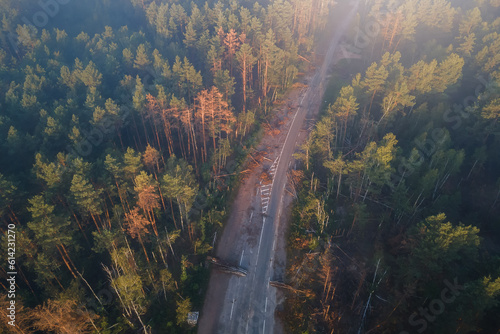 Misty and foggy morning forest landscape with dead pine trees and road after bombing through it. Lumber industry, woodworking industry, global warming, and climate change © Alexeiy