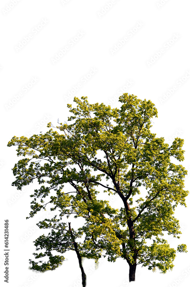 Baumkrone Eiche transparentes png Baumkrone Eiche transparentes png