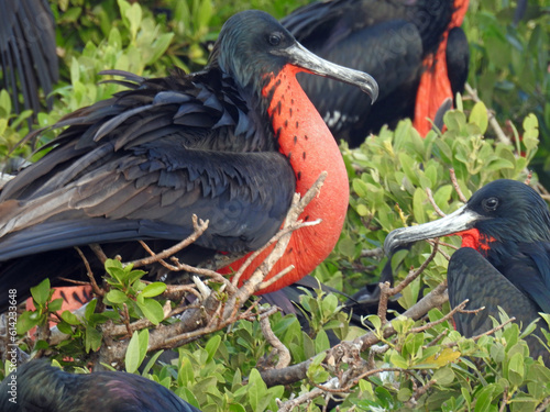 Male frigate bird