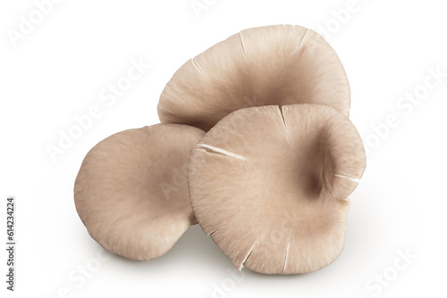 Oyster mushrooms isolated on white background with full depth of field