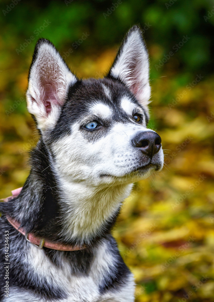 Young husky dog head