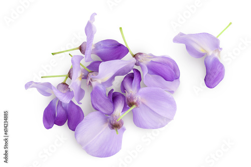 Wisteria flowers isolated on white background with full depth of field. Top view. Flat lay.