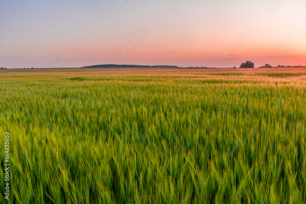 A green field of young barley is illuminated by the rays of the evening sun