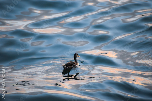 Duck swimming on magical river Sava at golden hour