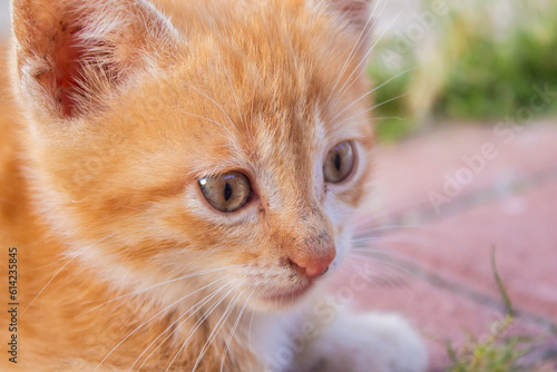 Closeup portrait of orange adorable kitten. Stray cat.