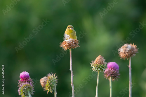 female goldfinch on thistle