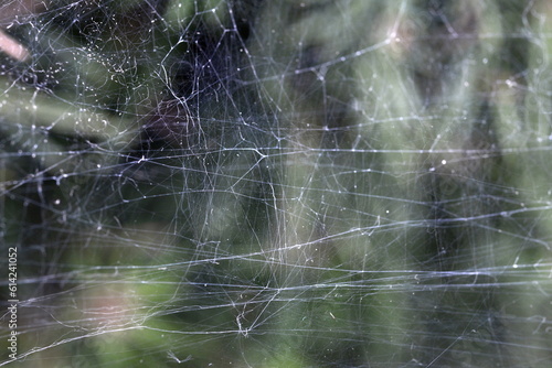 Web. Invisible connection. threads. Live nature. Spider house.