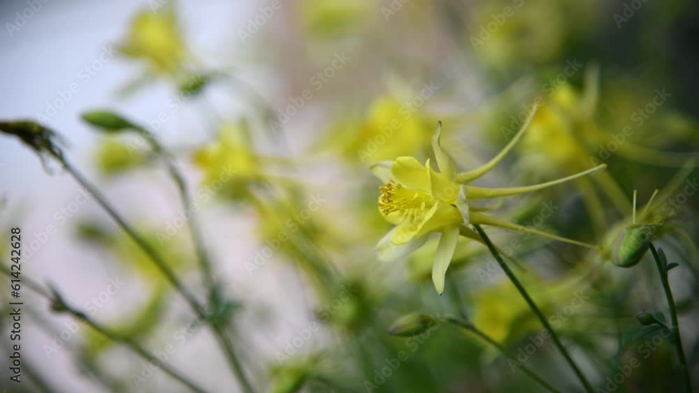 Close-up view of white Aquilegia chrysantha (golden columbine, elven ears or Coville's columbine) flowers swaingon wind. Copy space for your text. Soft focus. Real time video. Ornamental plants theme. Close-up view of white Aquilegia chrysantha (golden columbine, elven ears or Coville's columbine) flowers swaingon wind. Copy space for your text. Soft focus. Real time video. Ornamental plants theme.