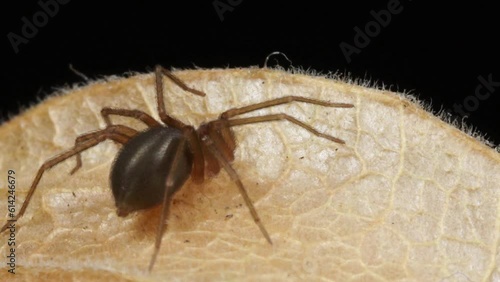 Brown recluse spider (Violin spider)