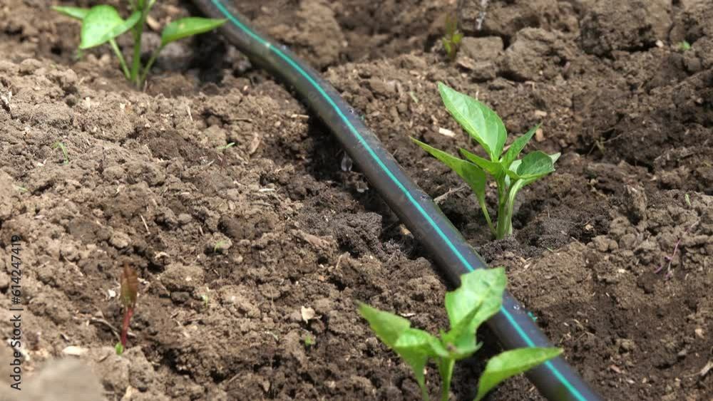 Pepper plants growing inside greenhouse with drip irrigation, 4k Pepper plants growing inside greenhouse with drip irrigation, 4k