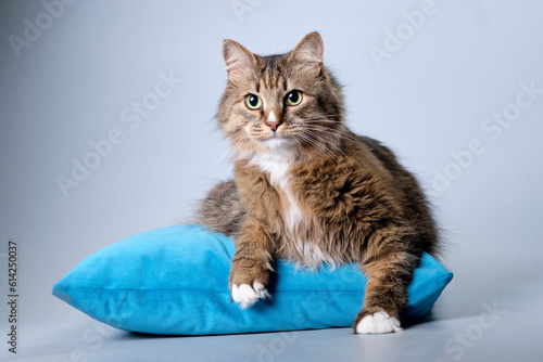 A beautiful cat looks at the camera lying on a pillow