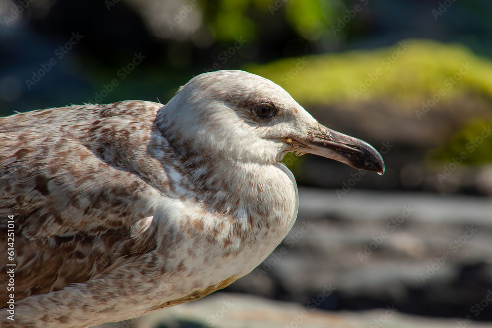 Seagull stand on a rock and sunbathing, city and friends spring 2023 Seagull stand on a rock and sunbathing, city and friends spring 2023